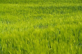 麥田,植物,自然