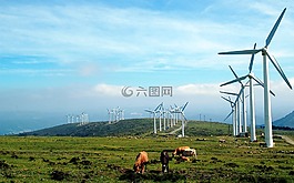 加利西亞,風(fēng)車,母牛