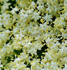 鮮花,盛開,性質(zhì)
