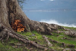 性質(zhì),樹,戶外活動