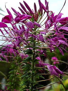 鮮花,開花,廠