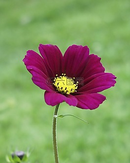 粉紅色,黃色,花