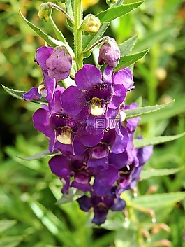 鮮花,開花,廠