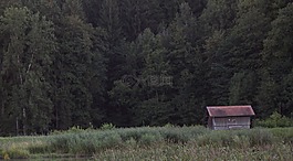 森林,小屋,沼澤