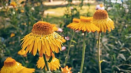 春,鮮花,黃色