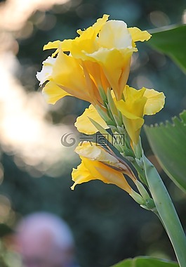 百合,花,性質(zhì)