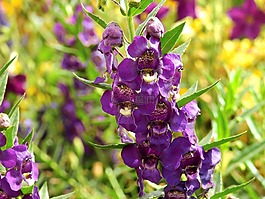 鮮花,開(kāi)花,廠
