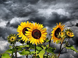 太阳花,花,黄色花