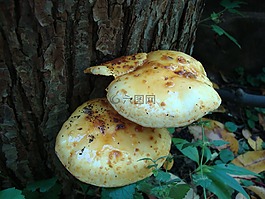 真菌,蘑菇,毒菌