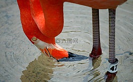 火烈鳥,鳥,雞