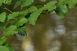 榉木,叶子,山毛榉森林