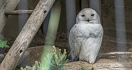 貓頭鷹,鳥,動物世界