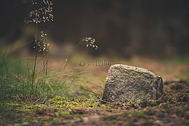 森林,石,性質(zhì)