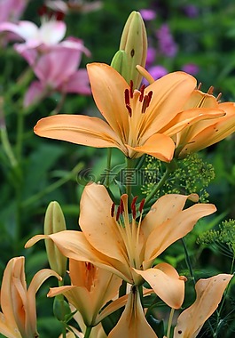 黃花菜,花卉,性質(zhì)