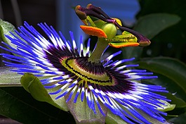 激情花,蓝色,蓝色激情花