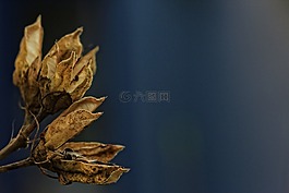 芙蓉花,種子,秋天