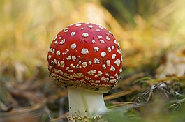 蘑菇,自然,新鮮