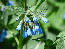 粗康弗里,花,蓝色