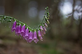 有毒,頂針,開花