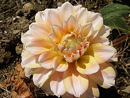 花,黃色,粉紅色