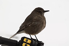 鳥,景觀,ave