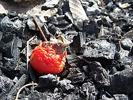 番茄,紅色,蔬菜