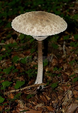 真菌,森林,森林蘑菇