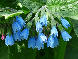 粗康弗里,花,蓝色