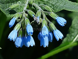 粗康弗里,花,蓝色
