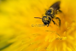 蜜蜂,蒲公英,花