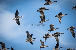 鵝,動物,鳥