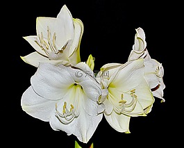花,白,amarylis