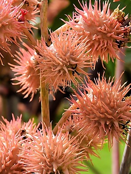 鮮花,開花,廠