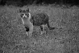 貓,貓科動物,動物
