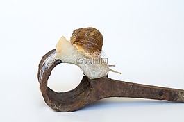 蝸牛,殼,鐵