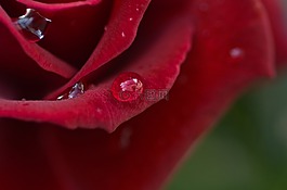 玫瑰,滴,開花