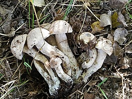 蘑菇,性質(zhì),秋