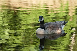 加拿大鵝,野鵝,鳥類