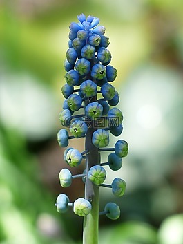 muscari,芽,风信子