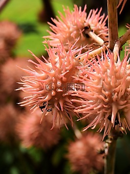 鮮花,開花,廠