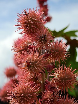 鮮花,開花,廠