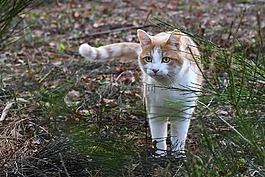 貓,長廊,動物