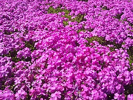福祿考,粉紅色的花,合群