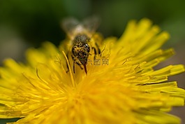 蜜蜂,蒲公英,花