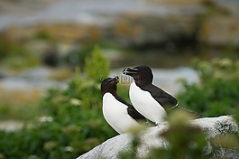 鳥,鳥嘴,羽毛