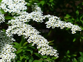 新娘 spiere,觀賞灌木,鮮花