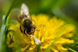 蜜蜂,蒲公英,花