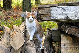 貓,木材,動物