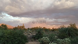 图森,沙漠,仙人掌