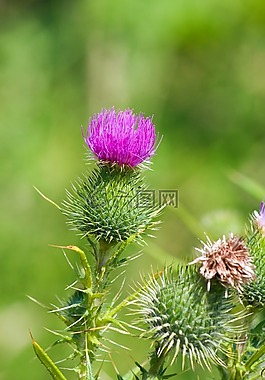 薊,野花,野生植物
